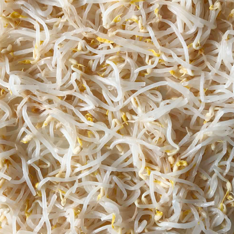 Canned bean sprouts