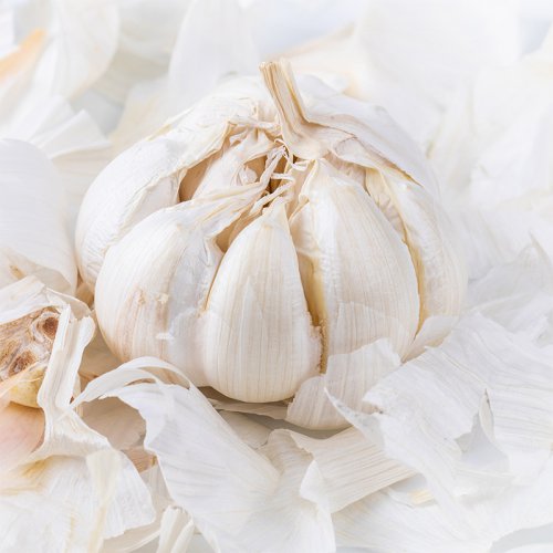 Garlic(Pure White Color)